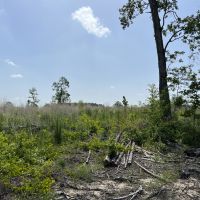 LA - Caldwell 79.64 acres - images 3