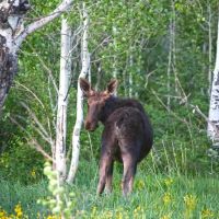 Stevens Gulch Ranch images 2