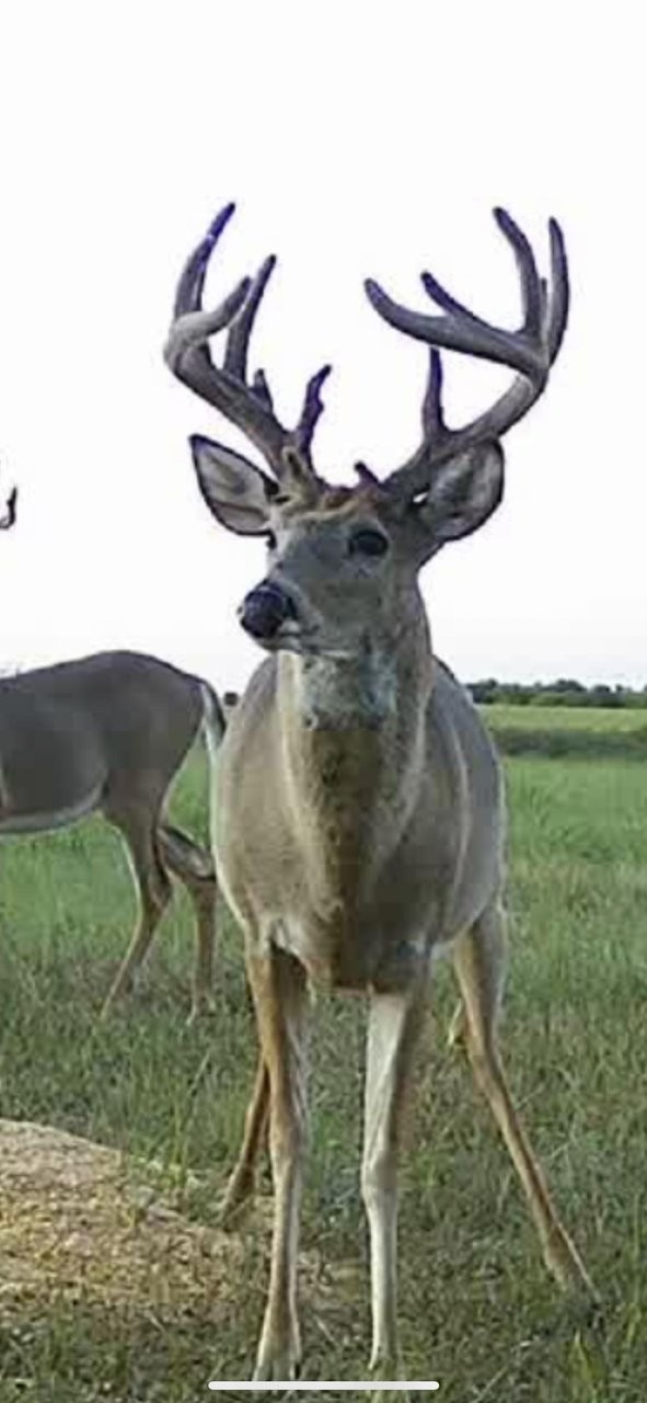 310 Acres in Chautauqua County Hunting Land for Sale HuntingLocator