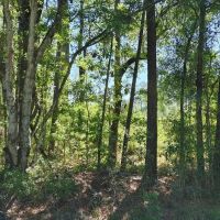 8.5 Acres in Camden County GA images 2