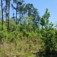 8.5 Acres in Camden County GA images 3