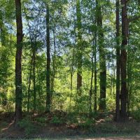 8.5 Acres in Camden County GA images 4