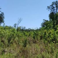 8.5 Acres in Camden County GA images 5