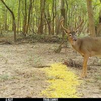 Diamond Island Hunt Club Share for Sale Tallulah LA images 3