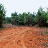 142 Acre Hunting Recreational Land for Sale LA MS State Line images 3