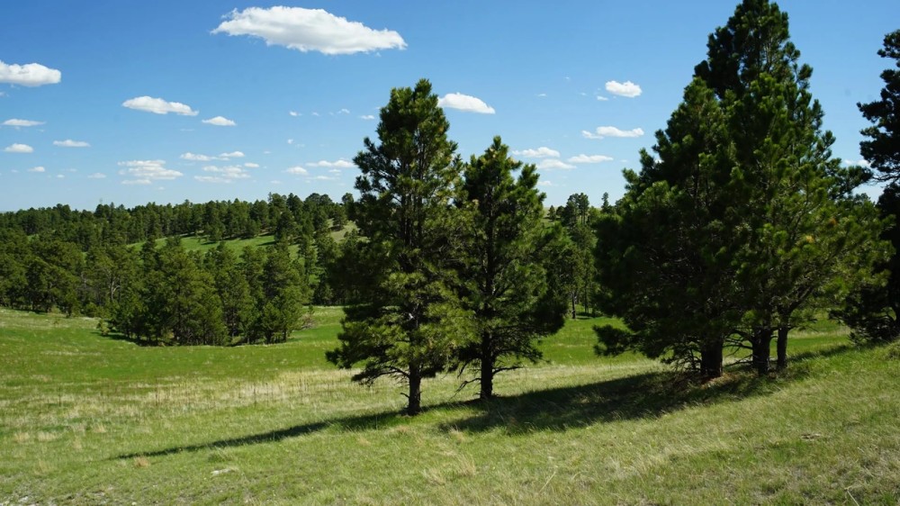 Belmont Ranch featured image