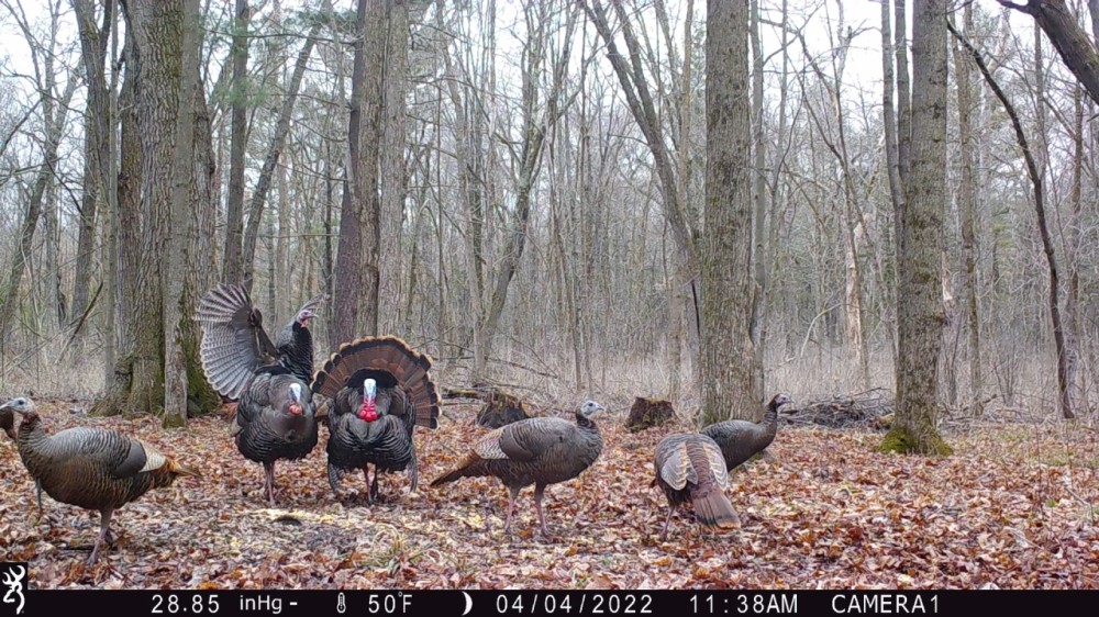 Diverse 131.26 Surveyed Acres Abundant w Wildlife Monroe County WI featured image