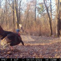 Diverse 131.26 Surveyed Acres Abundant w Wildlife Monroe County WI images 2