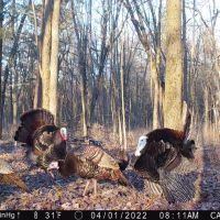 Diverse 131.26 Surveyed Acres Abundant w Wildlife Monroe County WI images 3