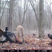 Diverse 131.26 Surveyed Acres Abundant w Wildlife Monroe County WI images 4