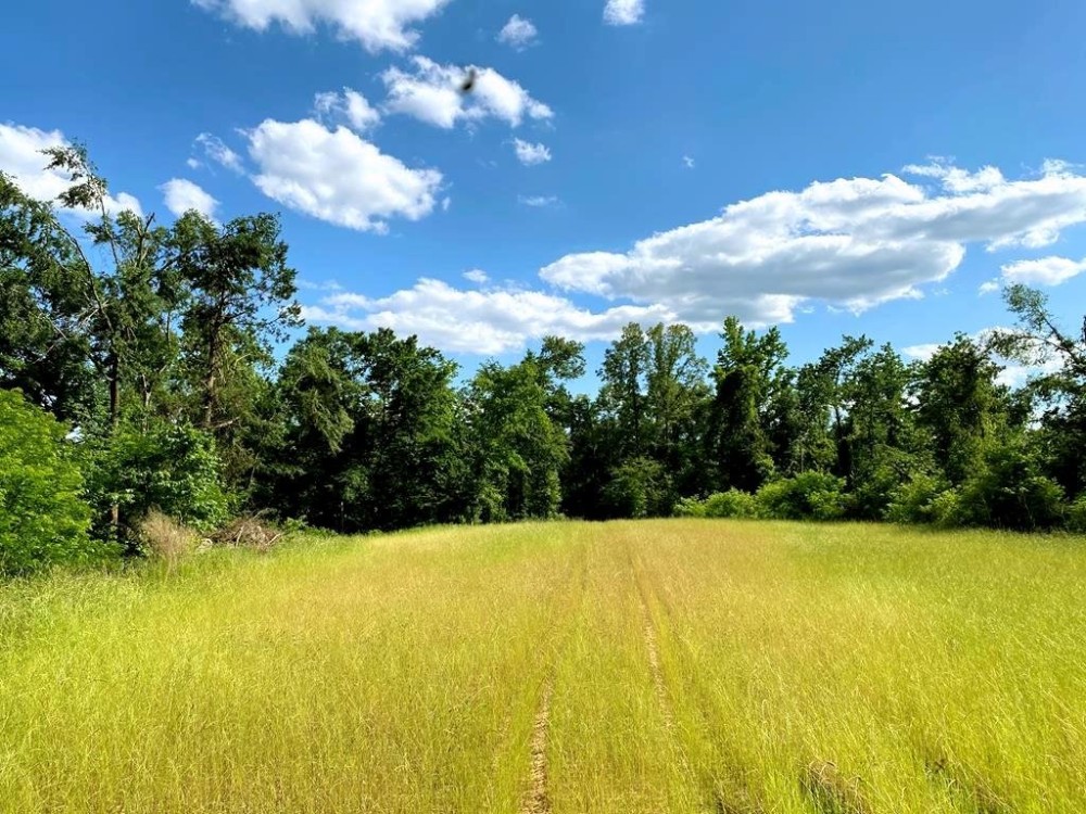 Waterfront Hunting Land for Sale in Port Gibson MS featured image