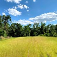Waterfront Hunting Land for Sale in Port Gibson MS