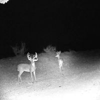 Texas Hunting Recreational Property images 5