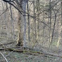 Yough Lake Big Bend Rd - Acres images 4