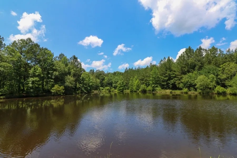 355 Acres with a Home in Jasper County in Vossburg MS featured image