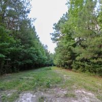 355 Acres with a Home in Jasper County in Vossburg MS images 4