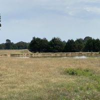 30 - Acres Located in Melbourne AR Pasture Land Barn Pond images 4
