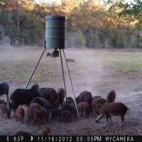 Deer and hog lease