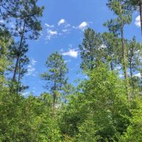 388 Acres Lost Indian Camp Road Tract 5302