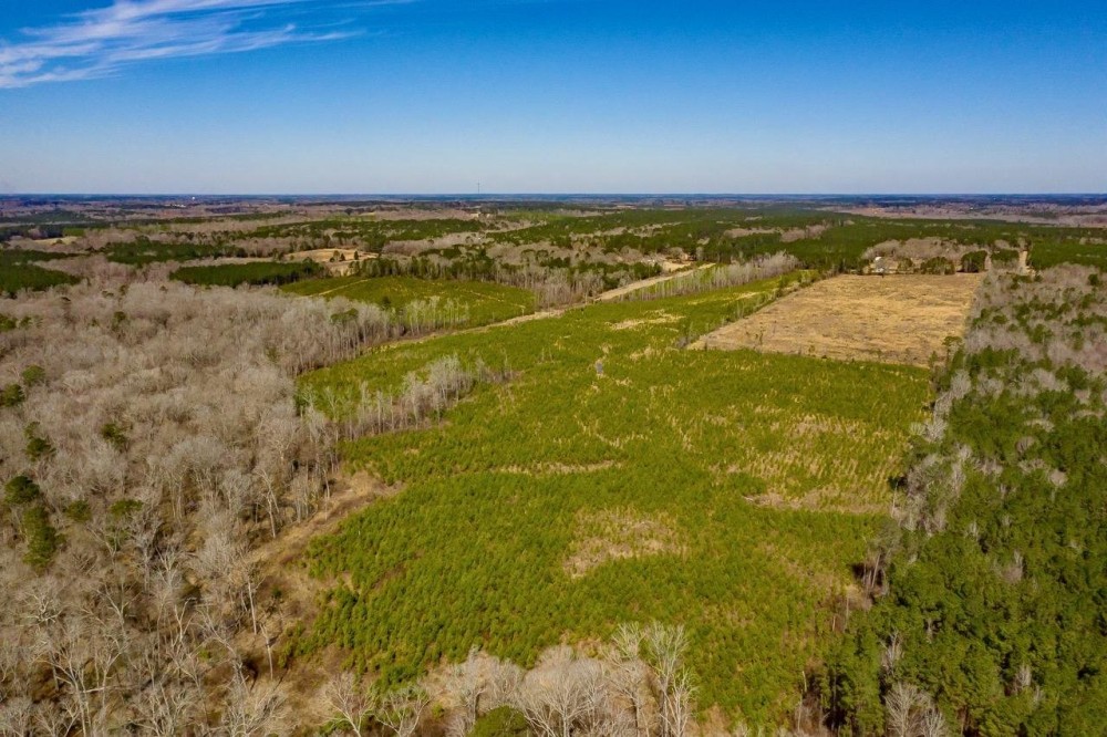 50 Acres Lincoln Parish Timberland for Sale North LA featured image