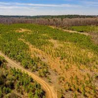 50 Acres Lincoln Parish Timberland for Sale North LA images 2