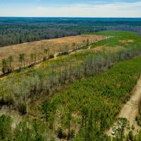 50 Acres Lincoln Parish Timberland for Sale North LA images 3