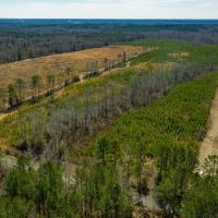 50 Acres Lincoln Parish Timberland for Sale North LA images 4