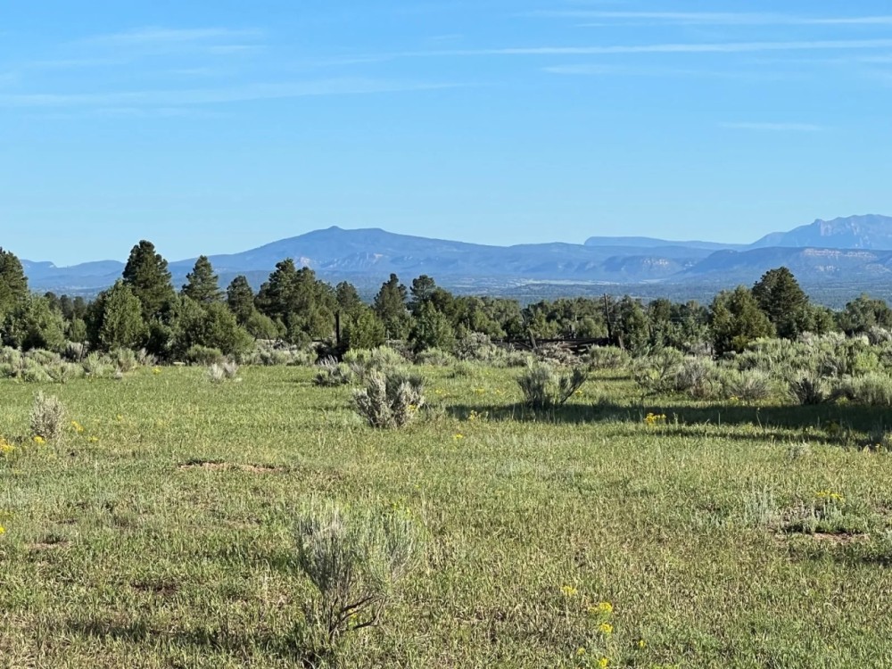 Hunting Ranch with Wooded Acreage in Northern New Mexico featured image