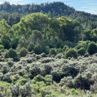 Hunting Ranch with Wooded Acreage in Northern New Mexico images 4