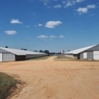Poultry Breeder Turnkey Farm 3 Mega House in SW Mississippi images 4