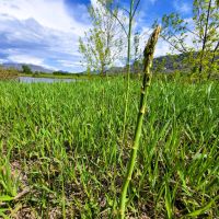Horseshoe Lake River Ranch images 5