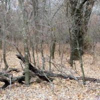 126 Acres for Cattle or Hunting images 2