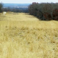 126 Acres for Cattle or Hunting images 3