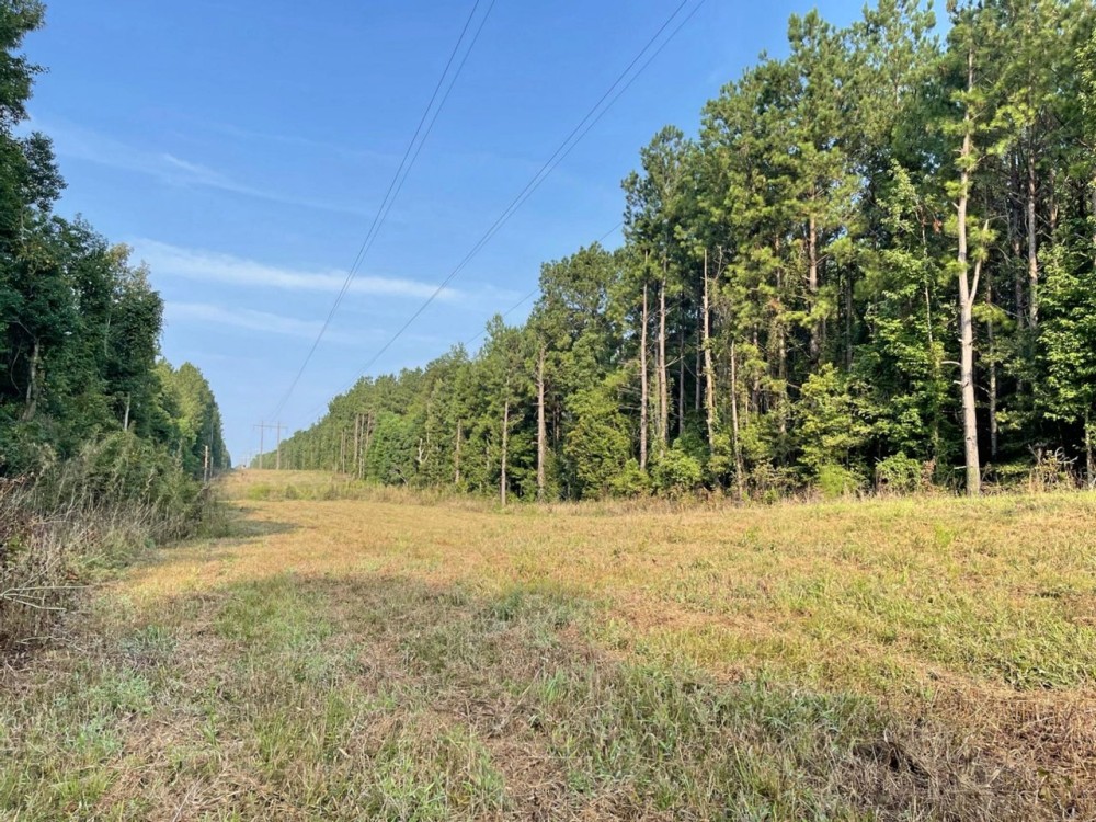 38 Acres Hunting Timberland for Sale Huttig AR featured image
