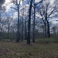LA - Ouachita 77 acres - images 2