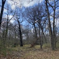 LA - Ouachita 77 acres - images 3