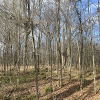 LA - Ouachita 77 acres - images 4