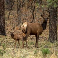 Bonito Canyon Ranch images 3