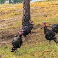 Sundance Retreat and Ranching images 4
