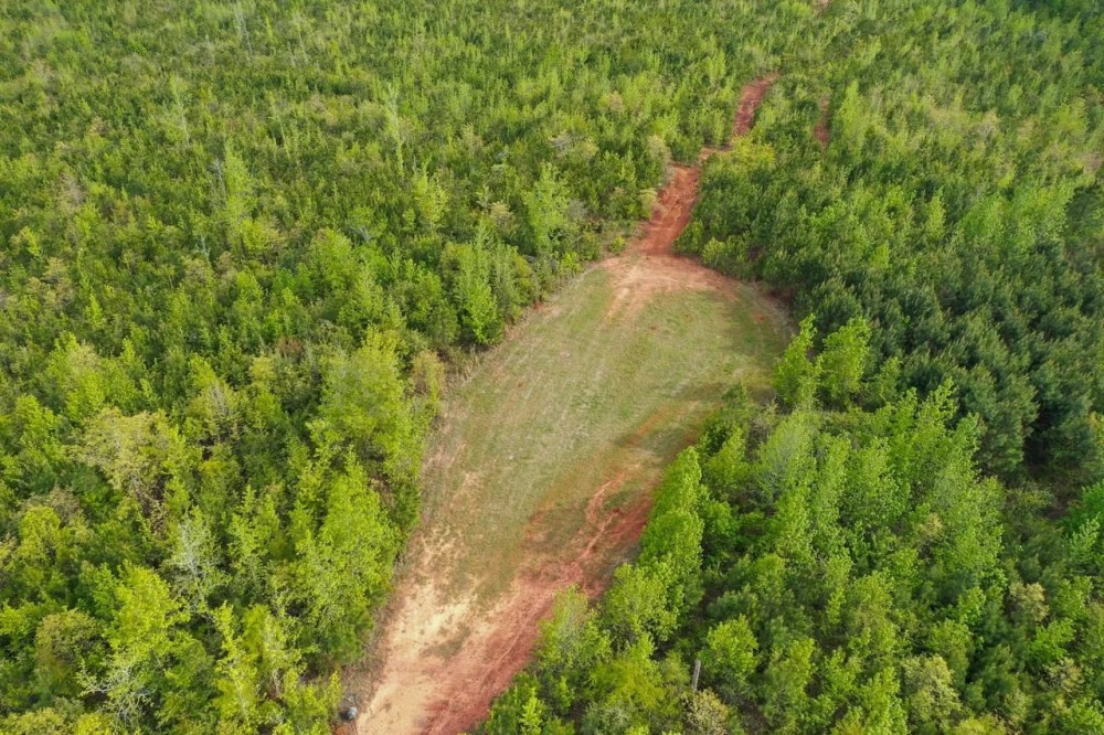 163 acres of Prime Hunting Land in Dallas County AL featured image