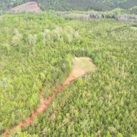 163 acres of Prime Hunting Land in Dallas County AL images 2