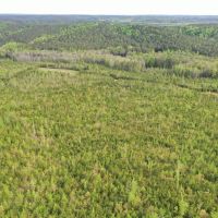 163 acres of Prime Hunting Land in Dallas County AL images 3