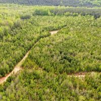 163 acres of Prime Hunting Land in Dallas County AL images 5