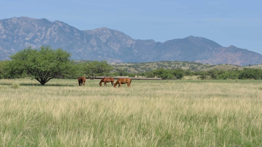 Crown C Ranch featured image