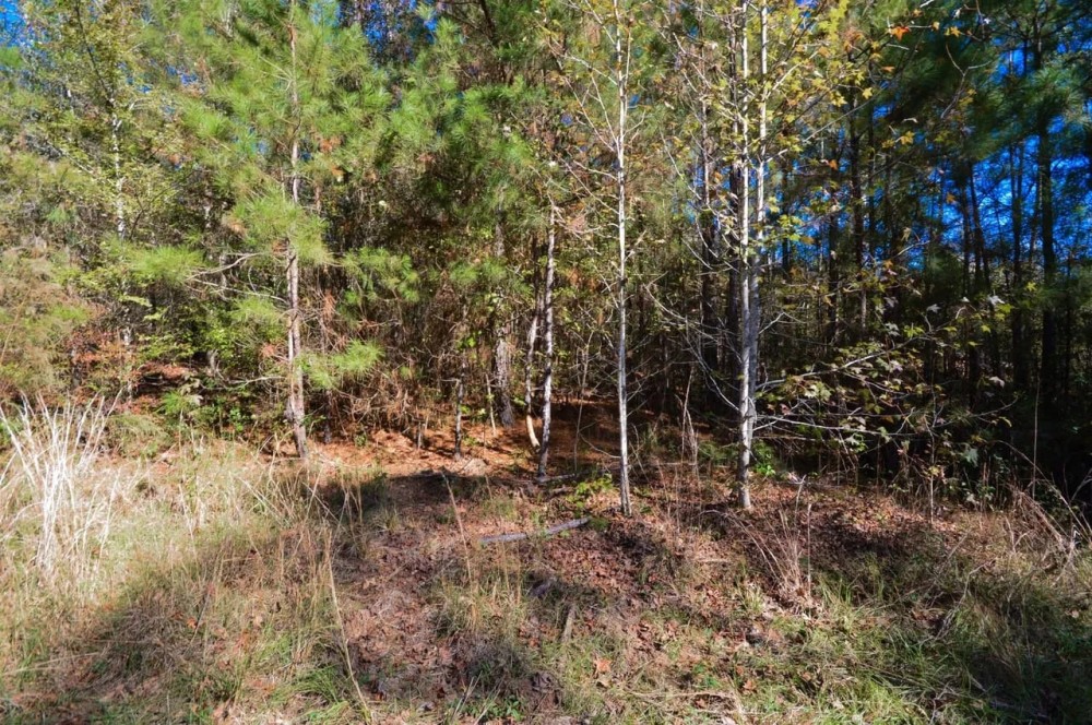 Piney Woods Waterfowl Property - Ducks Deer and Feral Hogs featured image