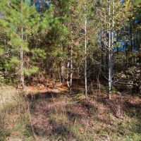Piney Woods Waterfowl Property - Ducks Deer and Feral Hogs