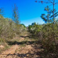 Piney Woods Waterfowl Property - Ducks Deer and Feral Hogs images 2