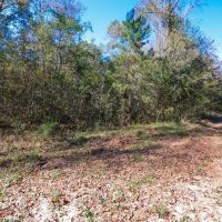 Piney Woods Waterfowl Property - Ducks Deer and Feral Hogs images 3