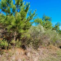 Piney Woods Waterfowl Property - Ducks Deer and Feral Hogs images 4