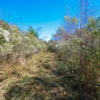 Piney Woods Waterfowl Property - Ducks Deer and Feral Hogs images 5